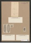 Navicula graeffei Grun. (de-Toni-Nr.: Genus 1, Species 319) Zeichnungen Sammlung Grunow Nr. 725 (NHMW-BOT-W0367109)